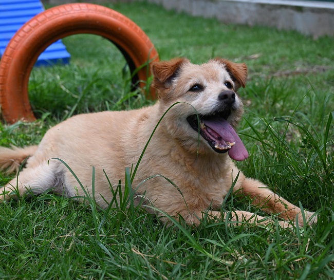 #PraCegoVer: Fotografia de um cachorro. Ele é caramelo, está em um gramado e também está com a língua para fora.